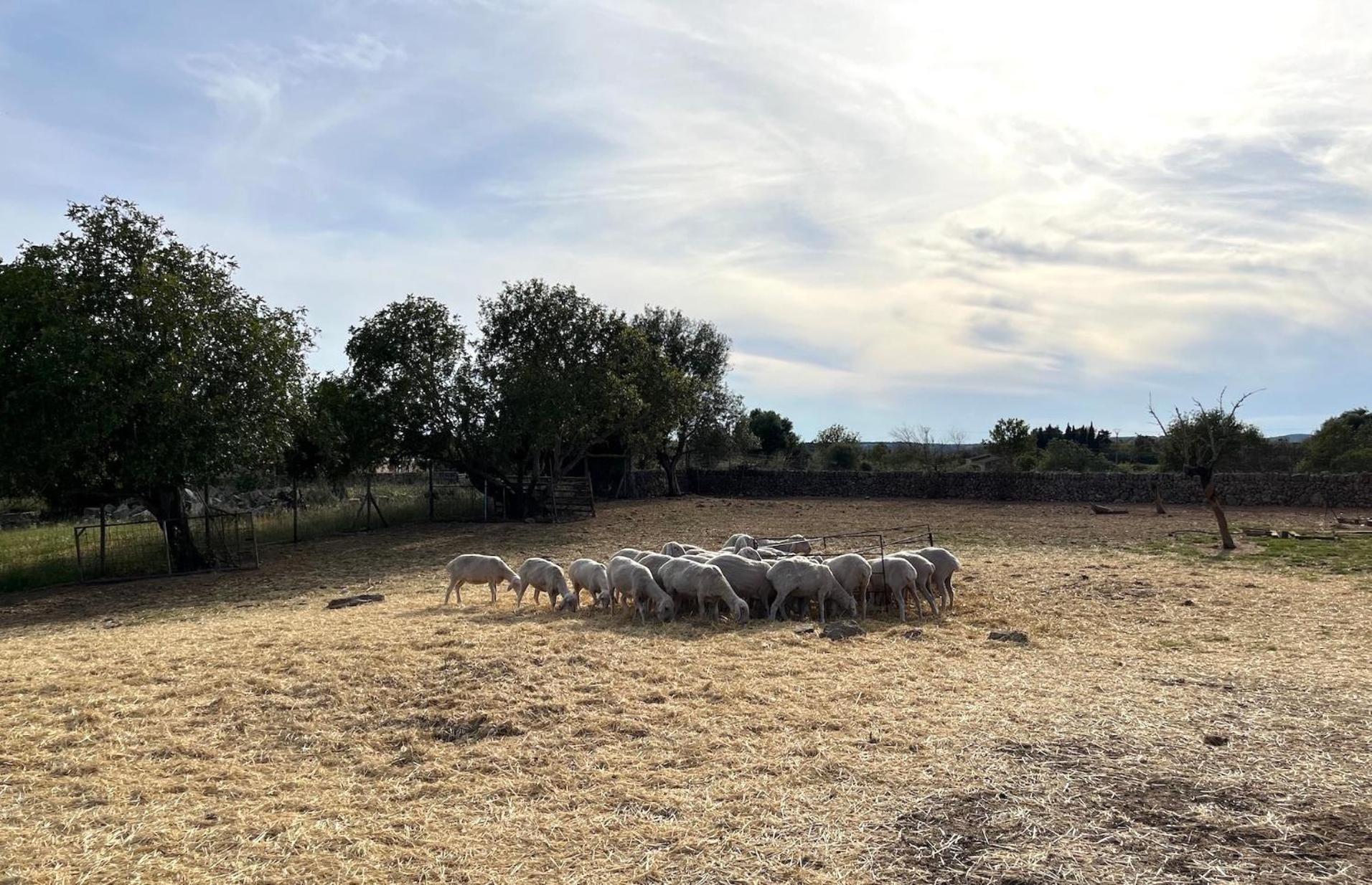 Villa Finca Ses Cases Noves Sant Llorenc Des Cardassar Exterior foto